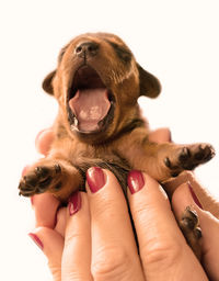 Close-up of a hand holding dog over white background