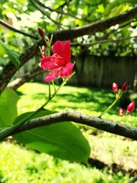 Close-up of red flowering plant