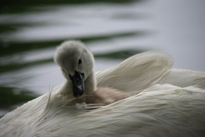Close-up of swan swimming in water