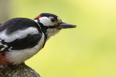 Close-up of bird perching