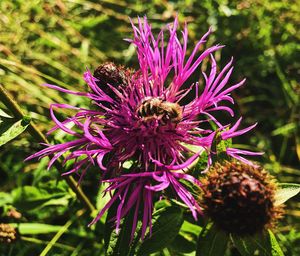 Close-up of honey bee on thistle