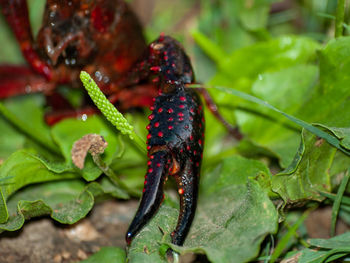 Close-up of insect on leaf