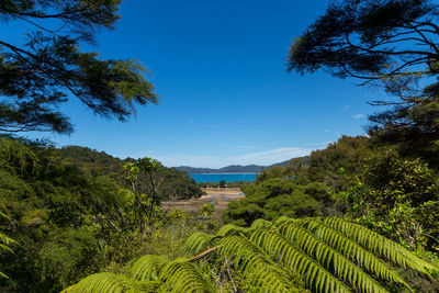 Scenic view of forest against blue sky