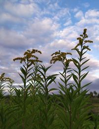 Close-up of fresh green plant against sky