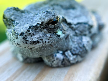 Eastern gray tree frog