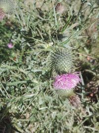 High angle view of purple thistle flowers on field