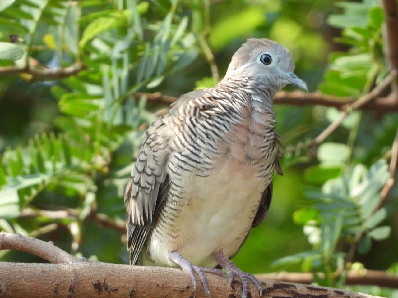 CLOSE-UP OF A BIRD