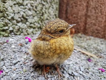 Close-up of a bird