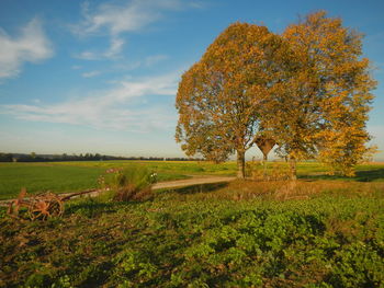 Trees on grassy field