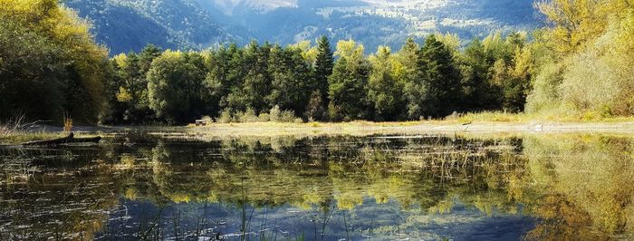 Scenic view of lake in forest