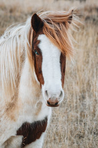 Horse standing on field