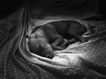 Close-up of dog sleeping on bed