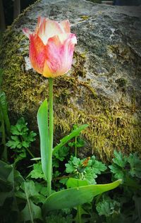 Close-up of red rose blooming in garden