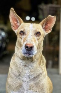 Close-up portrait of dog