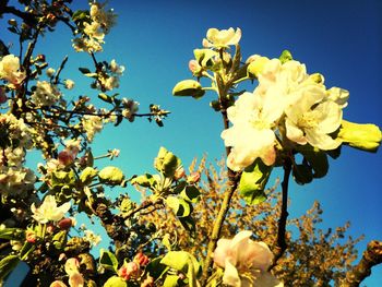 Low angle view of flowers blooming on tree