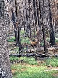 Trees on field in forest