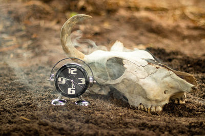 Close-up of a animal skull