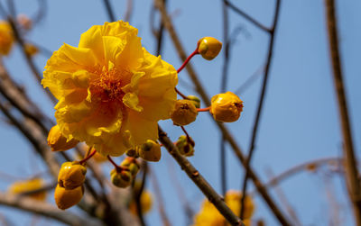 Close-up of yellow flowers