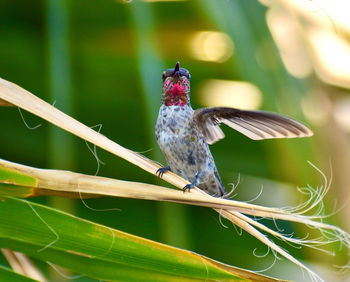 Pretty  colorful wild hummingbird one wing out resting in jungle