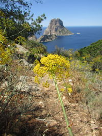 Yellow flowers growing on rock by sea against sky