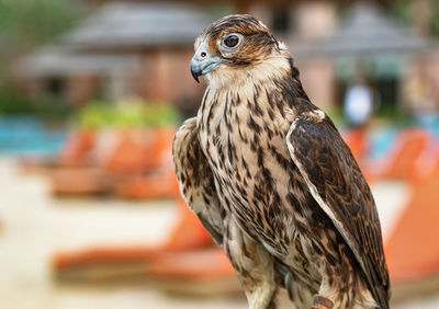 A hawk in kempinski hotel