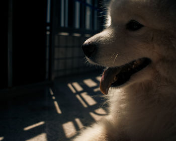 Close-up of dog looking away