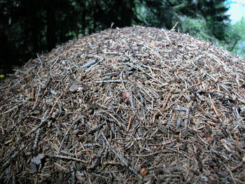 High angle view of dry plants on land