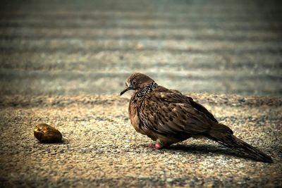 Close-up of bird