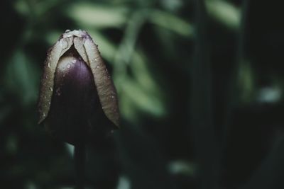 Close-up of plant against blurred background