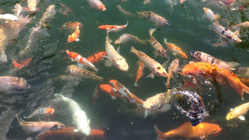 Fish in water