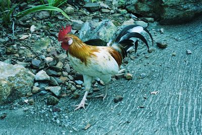 High angle view of rooster