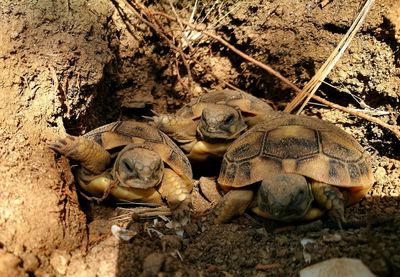 Close-up of tortoise on field