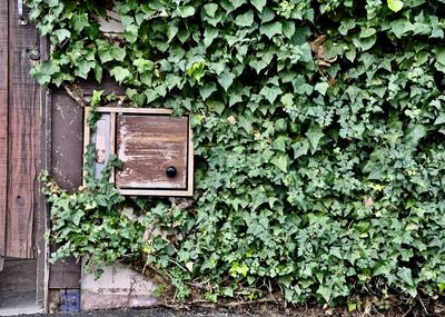 Close-up of ivy growing on old wall