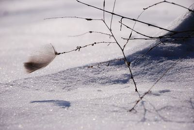 Close-up of snow on leaf during winter