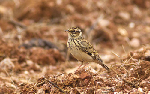 Close-up of bird perching on a field