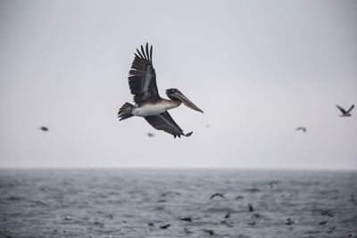 Seagull flying over sea against clear sky