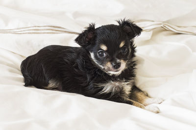 Portrait of dog lying down on bed