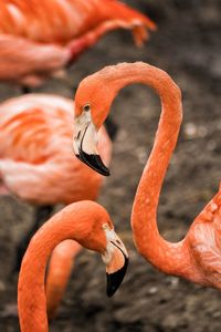 Close-up of birds in water