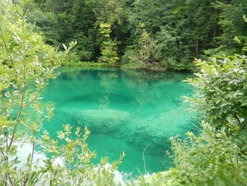 Scenic view of lake amidst trees in forest