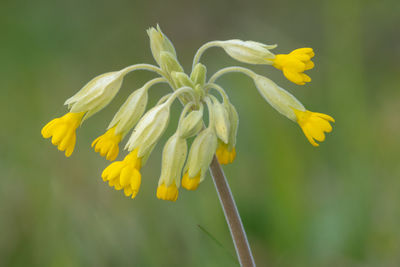 Close up of a common cowslip plant in bloom