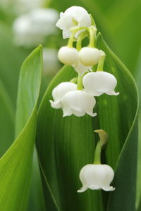 Close-up of white flowers blooming outdoors