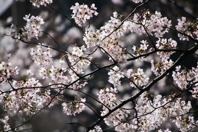 Cherry blossom / flower / spring /