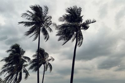 Low angle view of palm trees against cloudy sky