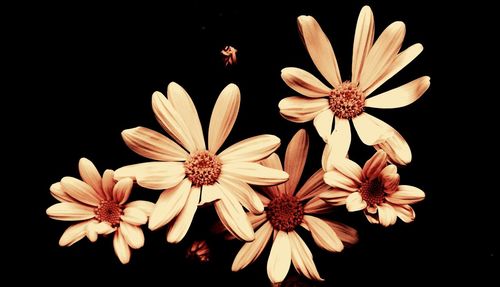 Close-up of flower over black background