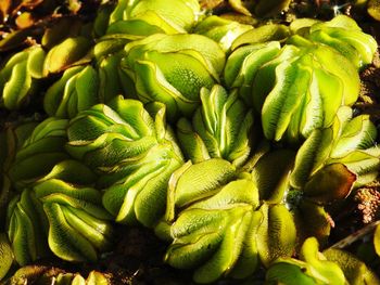 Full frame shot of green chili peppers at market