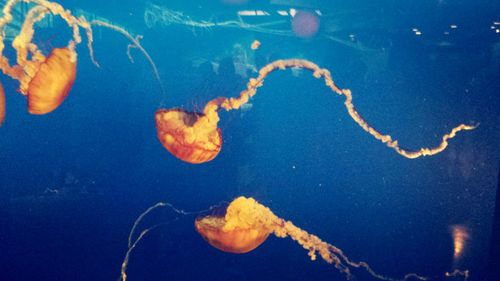 Close-up of jellyfish in sea