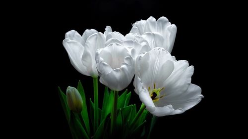 Close-up of white flowers against black background