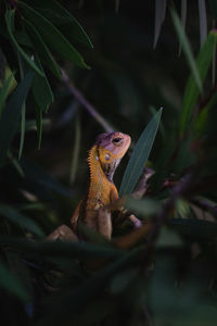 Close-up of a bunglon