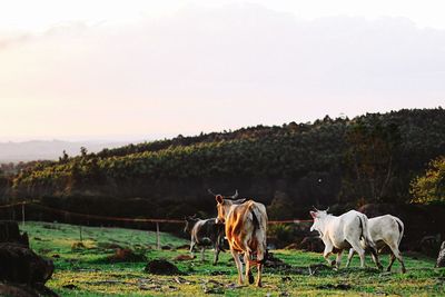 Cows grazing on grassy field