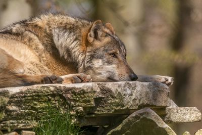 Close-up of a wolf resting on rock